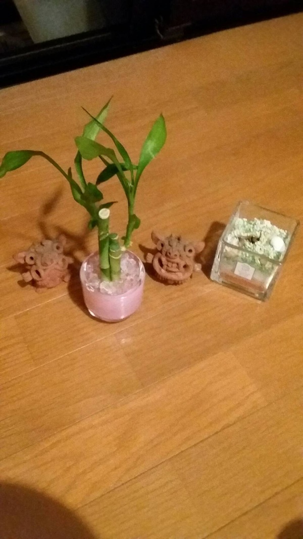 ラッキーバンブー