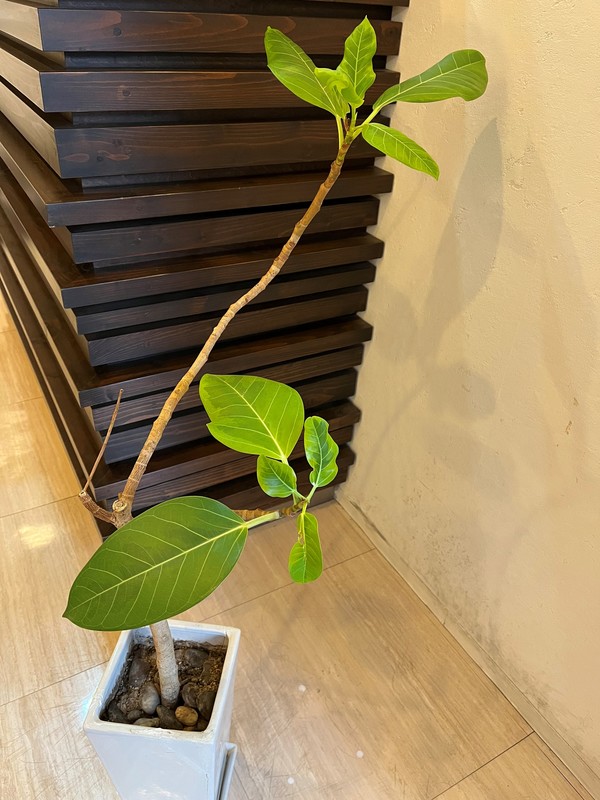 植物のチカラ！