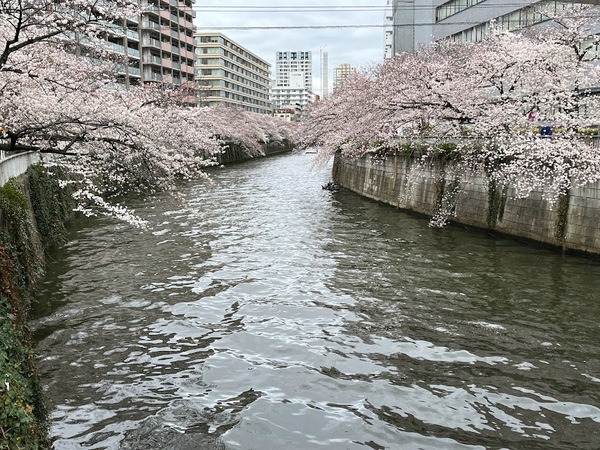 桜が綺麗です♪