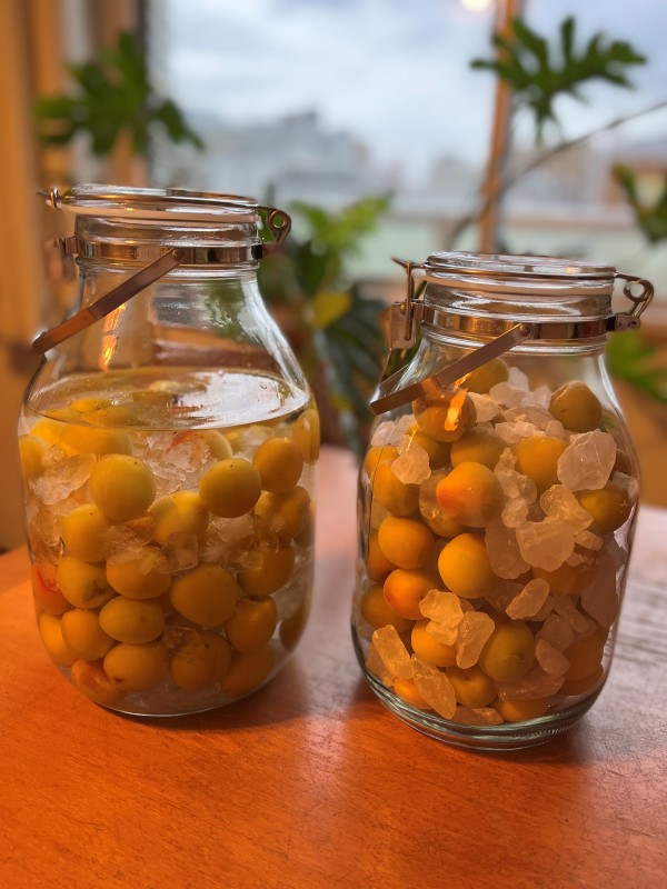 今年も梅酒を漬けました♪